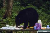 A black bear raids a picnic table. 